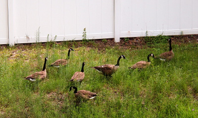 [The entire family walks through high grass (up to their bellies) in search of food.]